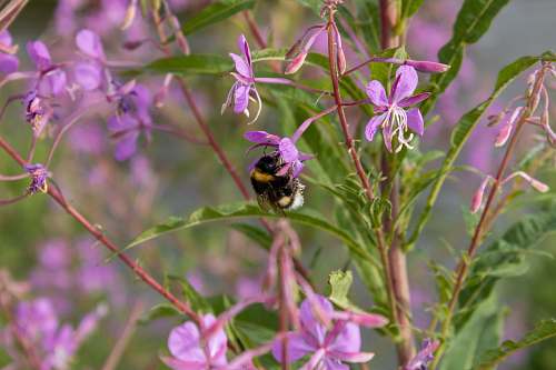 apidae  bee
