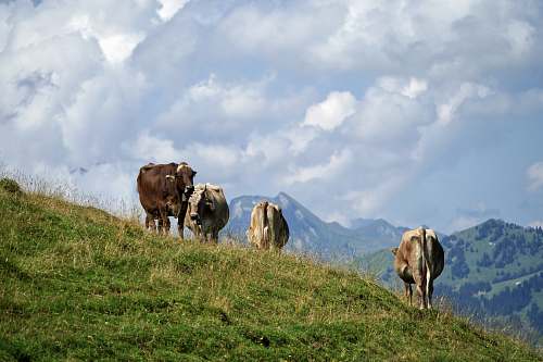 cattle  cow