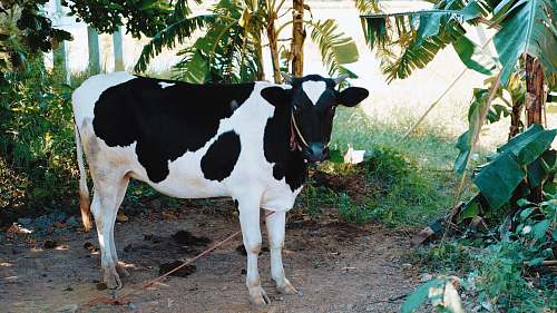 cow  cattle