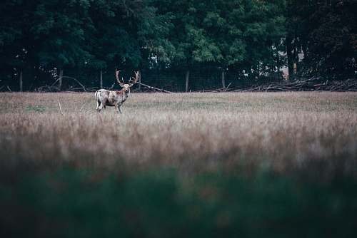 deer  elk