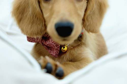dog  pet
