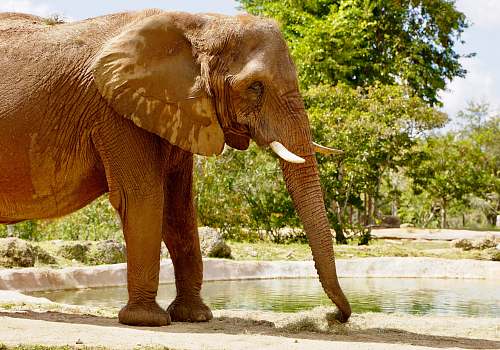 elephant  mammal