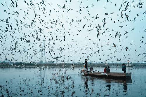 flock  russia