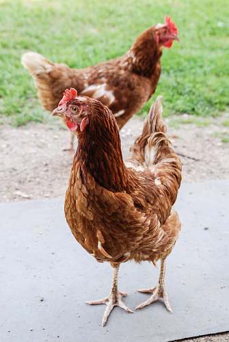 fowl  chicken