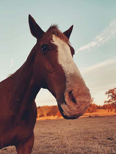 horse  mammal