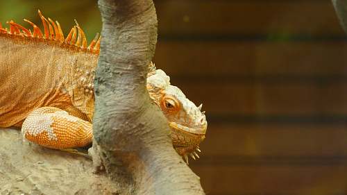 iguana  lizard