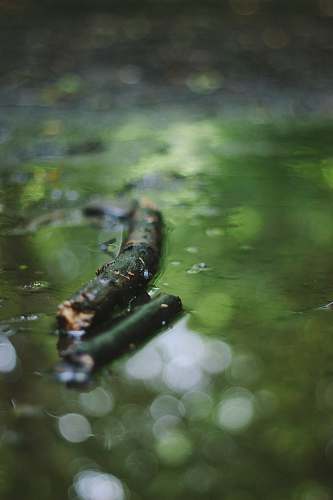 insect  invertebrate