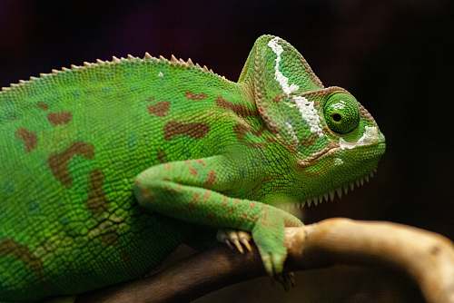 lizard  reptile