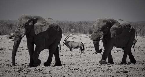 mammal  wildlife