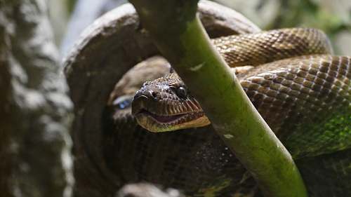 snake  reptile