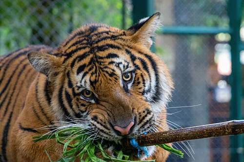 tiger  wildlife