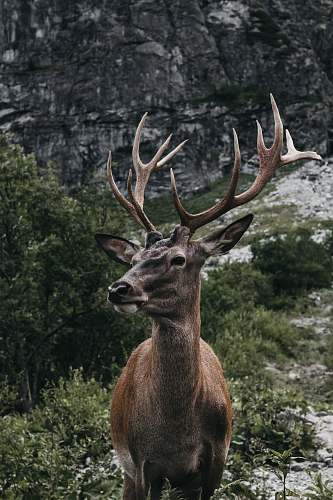 wildlife  antelope