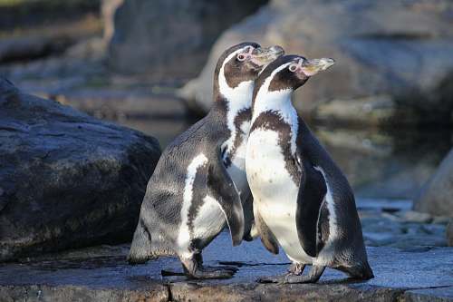 bird 2 Penguins on rock penguin