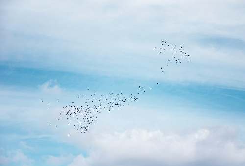 flock a flock of birds flying in the sky blue