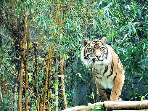 mammal adult Bengal tiger standing near bamboo trees wildlife