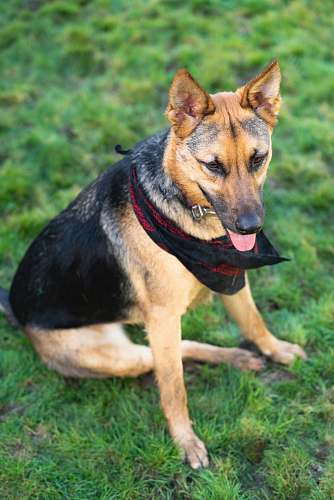dog adult black and brown German shepherd pet
