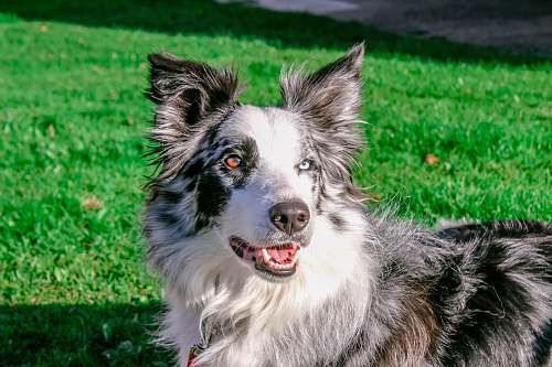 dog adult black and white Australian cattle dog pet