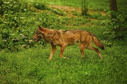 canine adult brown dog on green grass coyote