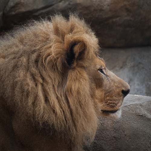 wildlife adult brown lion mammal