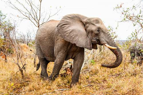 mammal adult elephant elephant