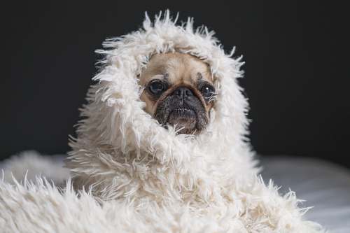 dog adult fawn pug pug
