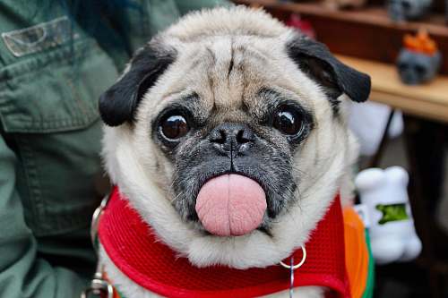 dog adult fawn pug with scarf pug