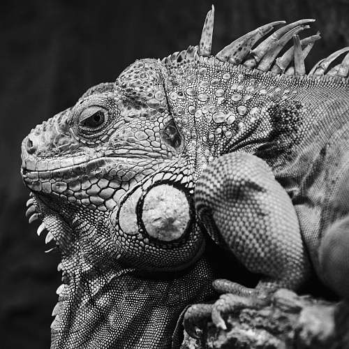 black-and-white adult iguana iguana