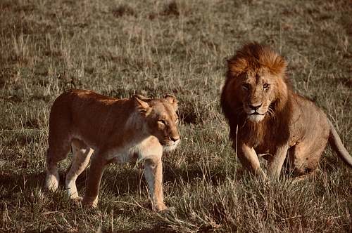 mammal adult lion and lioness at the wild during day lion