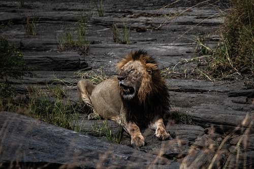 lion adult lion lying on rock wildlife