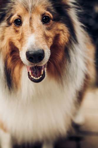 dog adult long-coat white-brown-and-black Shetland sheepdog collie