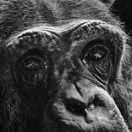 black-and-white adult monkey ape