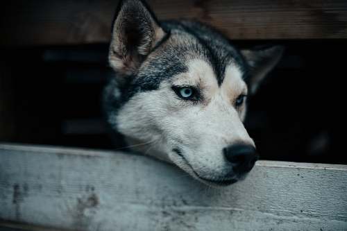 dog adult Siberian husky photo canine