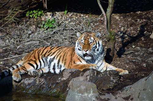 wildlife adult tiger lying on brown sand tiger