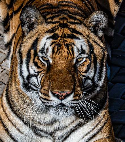 mammal adult tiger tiger