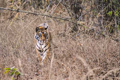 wildlife adult tiger walking on brown grass tiger