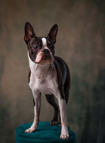 dog adult white and black Boston terrier pet
