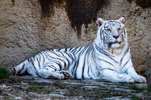 tiger adult white tiger wildlife