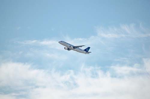 bird airliner in flight flying