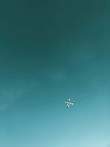 bird airliner on flight flying