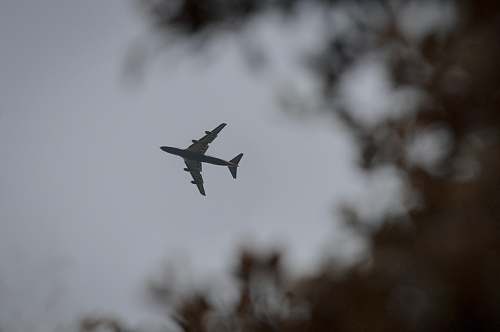 bird airplane over tree flying