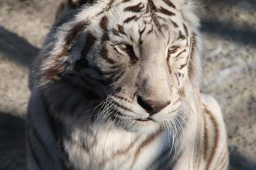 mammal albino tiger close-up photo tiger