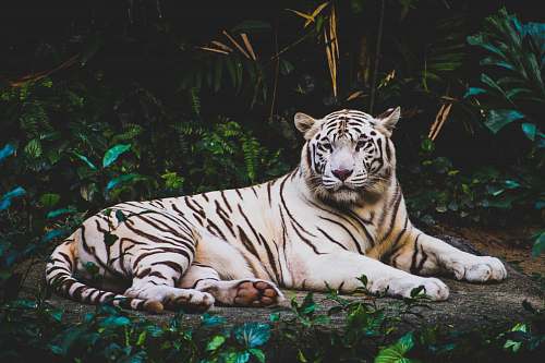tiger albino tiger lying on ground at nighttime wildlife