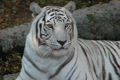 mammal albino tiger wildlife