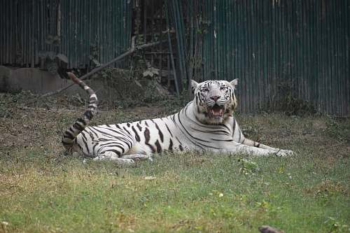 wildlife albino tiger photograph mammal