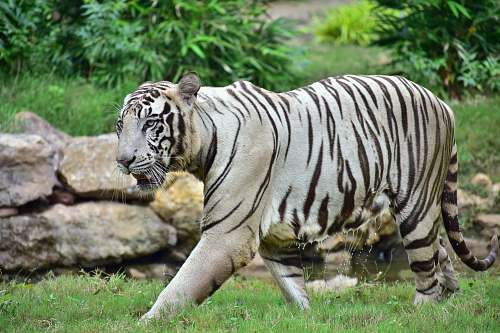 wildlife albino tiger tiger