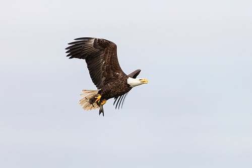 bird American bald eagle in flight eagle