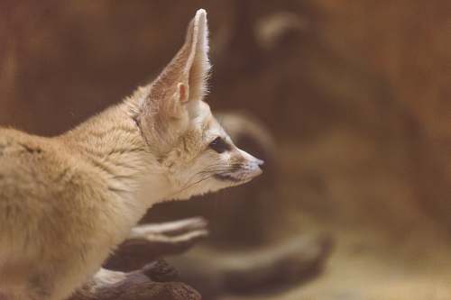fox animal looking at its left mammal