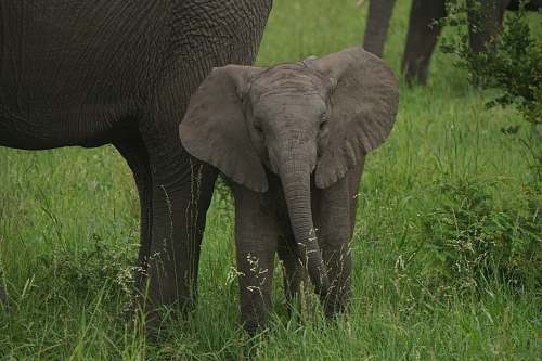 elephant baby elephant on green grass wildlife