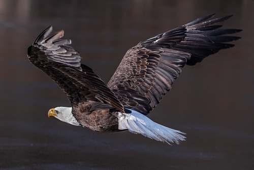 bird Bald Eagle above body of water bald eagle