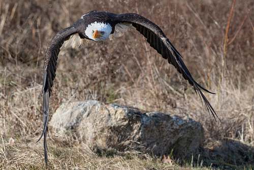 bird bald eagle eagle